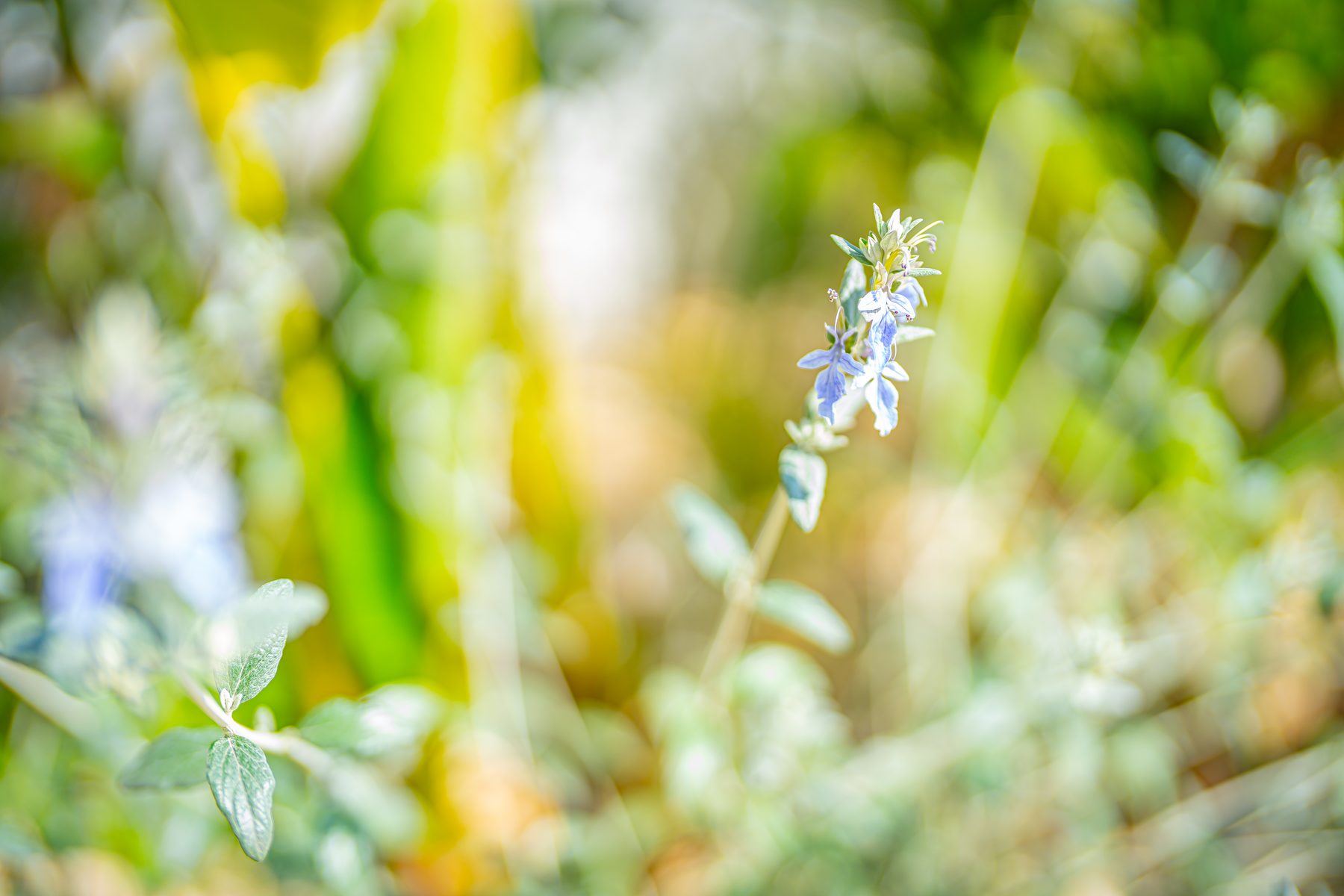 テラスに植えられた草花
